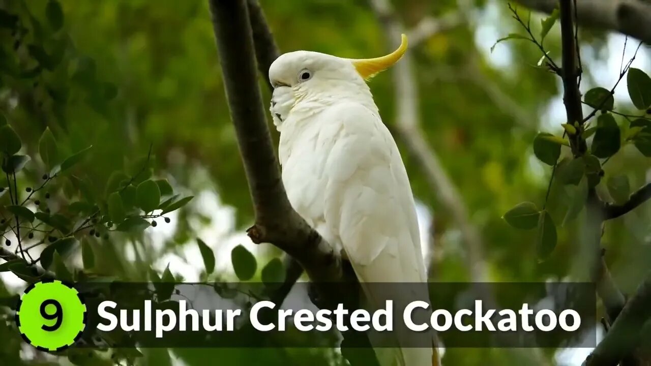 10 Most Beautiful Cockatoo Species on Planet Earth