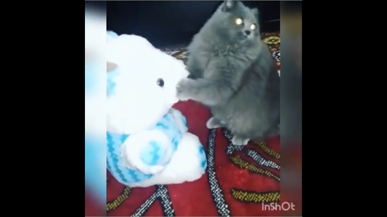 Black Cat Having Fun With Teddy Bear - American Cats