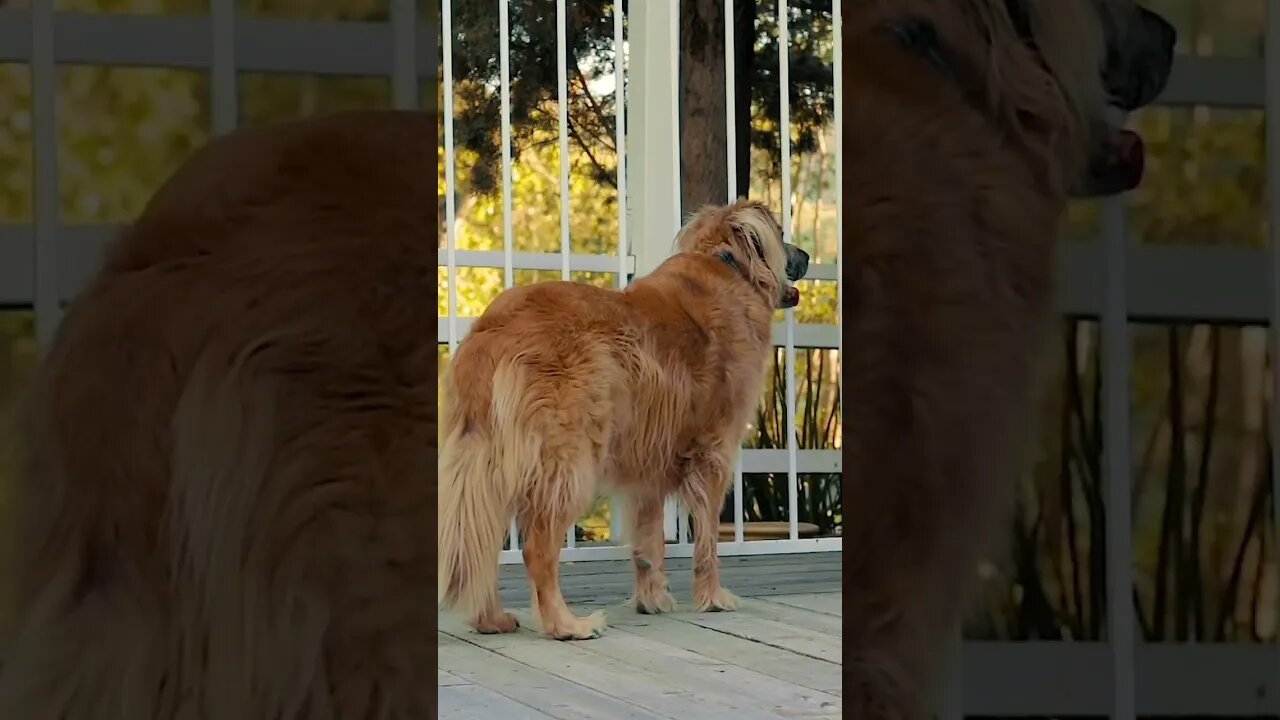 Dog outside a house #shorts #funny -Subscribe channel