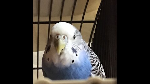 The bell game with Chilly the budgie