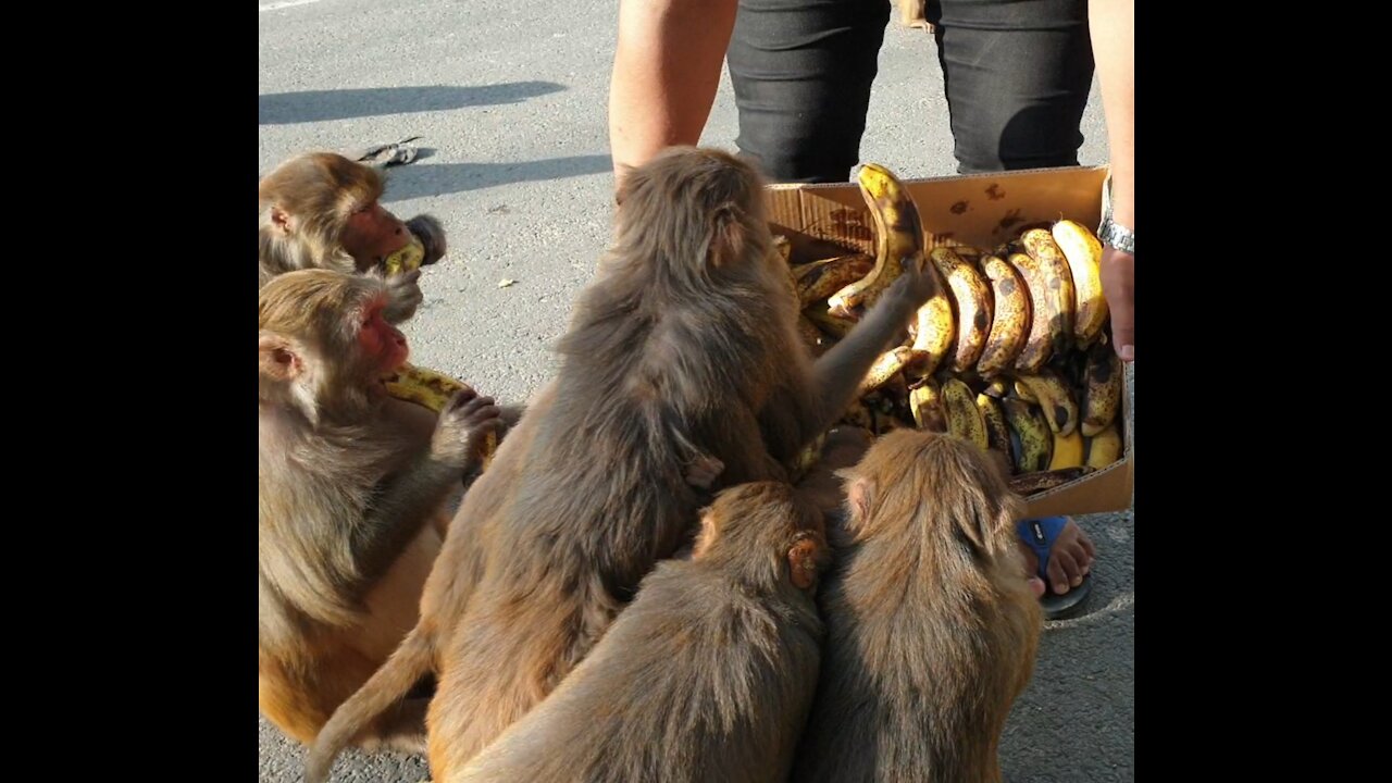 feeding banana and mango to the hungry monkey || monkey love banana and mango