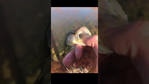 Fishing! #fish #bass #getreel #bassfishing #fishing #catchingfish #bassfish #nature #fishingvideo