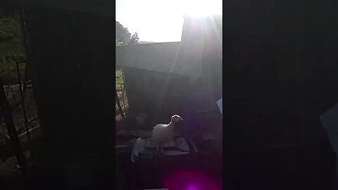 Farm Cam. guinea fowl keet free range