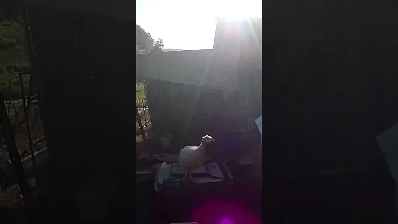 Farm Cam. guinea fowl keet free range