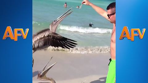 13 Reasons You Should NOT Mess With Animals By The Sea