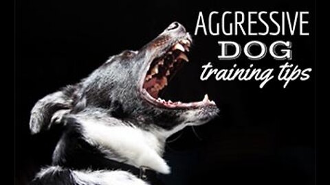 How to make dogs become fully aggressive-watch few tips