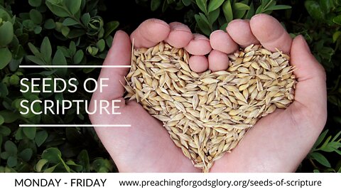 Proverbs 28 - Seeds of Scripture (Daily Bible Reading)