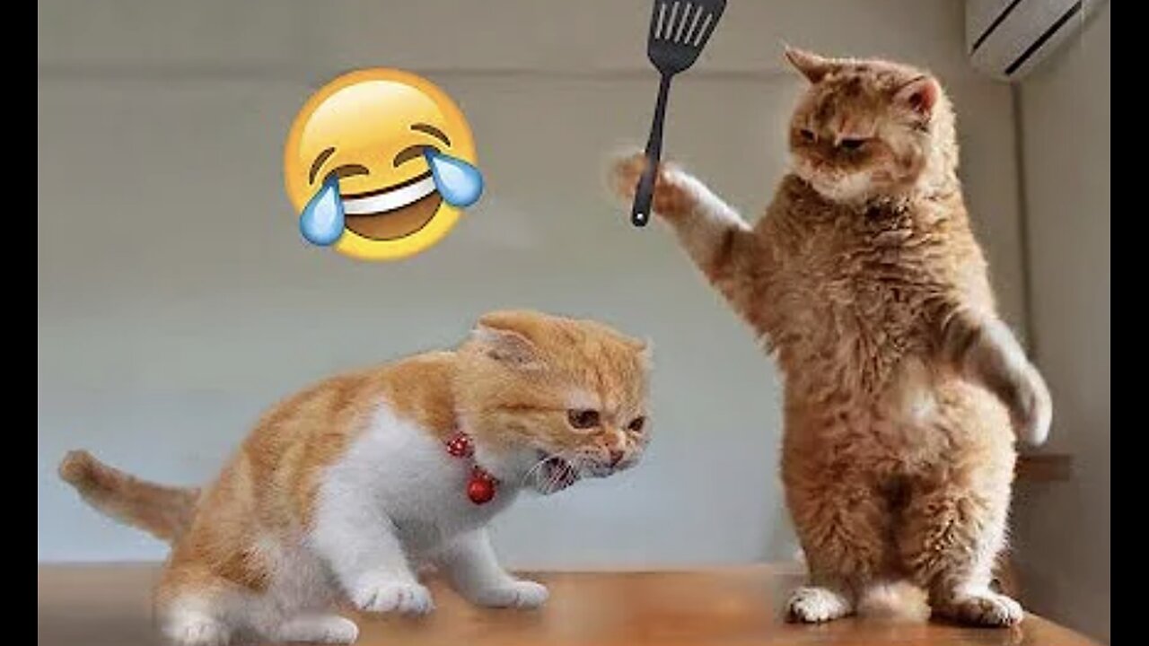 Best Funny Animal Videos of the year (2024), funniest animals ever. relax with cute animals video