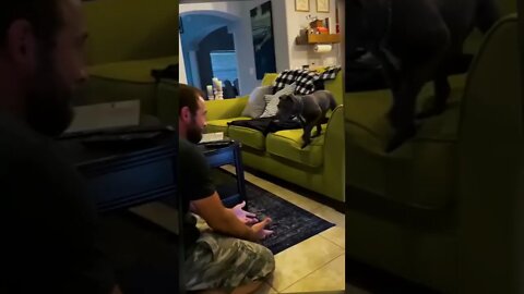Pets Funny short videos and reels 71