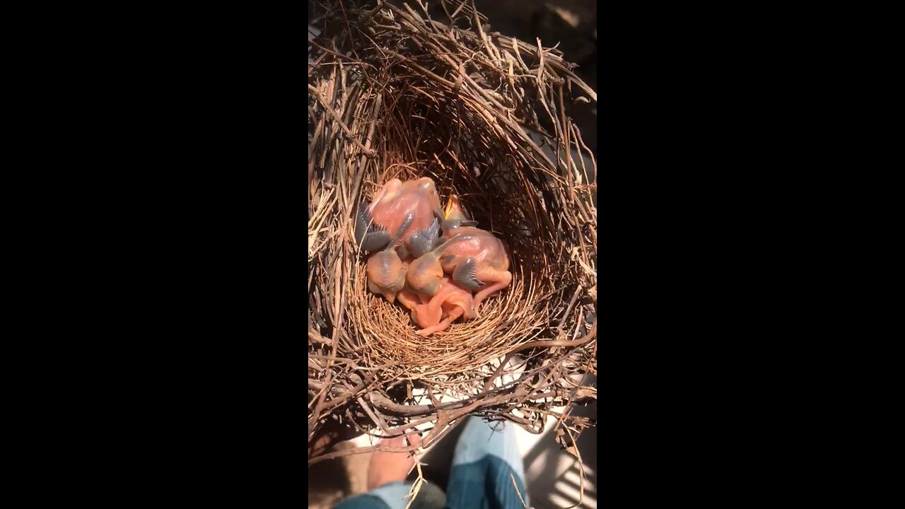 Little bird rescue 🐦