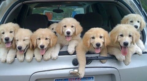 Funniest & Cutest Golden Retriever Puppies - Funny Puppy Videos 2022