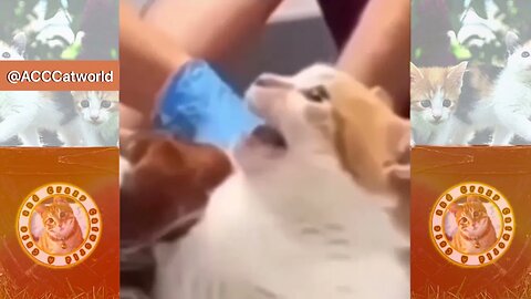 Try Not to LAUGH! 😹 Cat Gets INTERROGATED! (Hilarious! 😹) | Funny Cat Videos #Clips