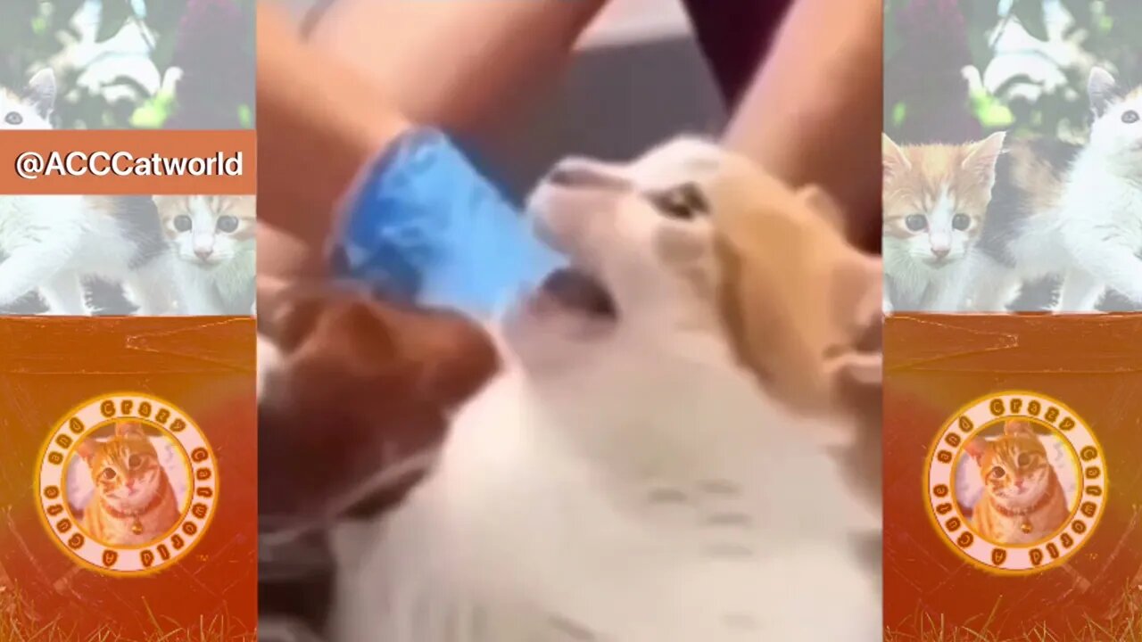 Try Not to LAUGH! 😹 Cat Gets INTERROGATED! (Hilarious! 😹) | Funny Cat Videos #Clips