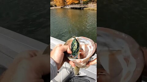 Is This The BEST Bite in Bass Fishing? #bassfishing #frogfishing #fallbassfishing