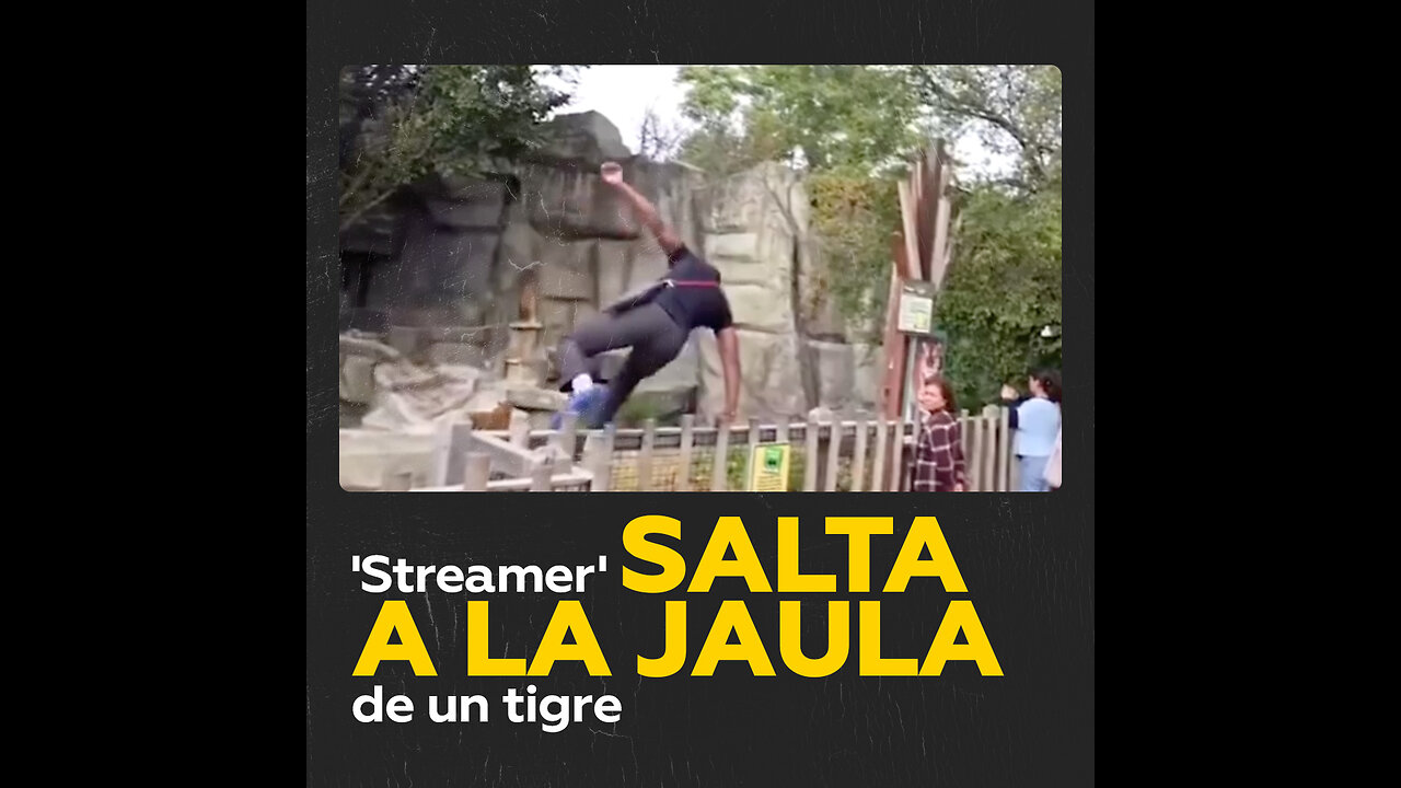 Un creador de contenido saltó a la jaula de un tigre en un zoológico