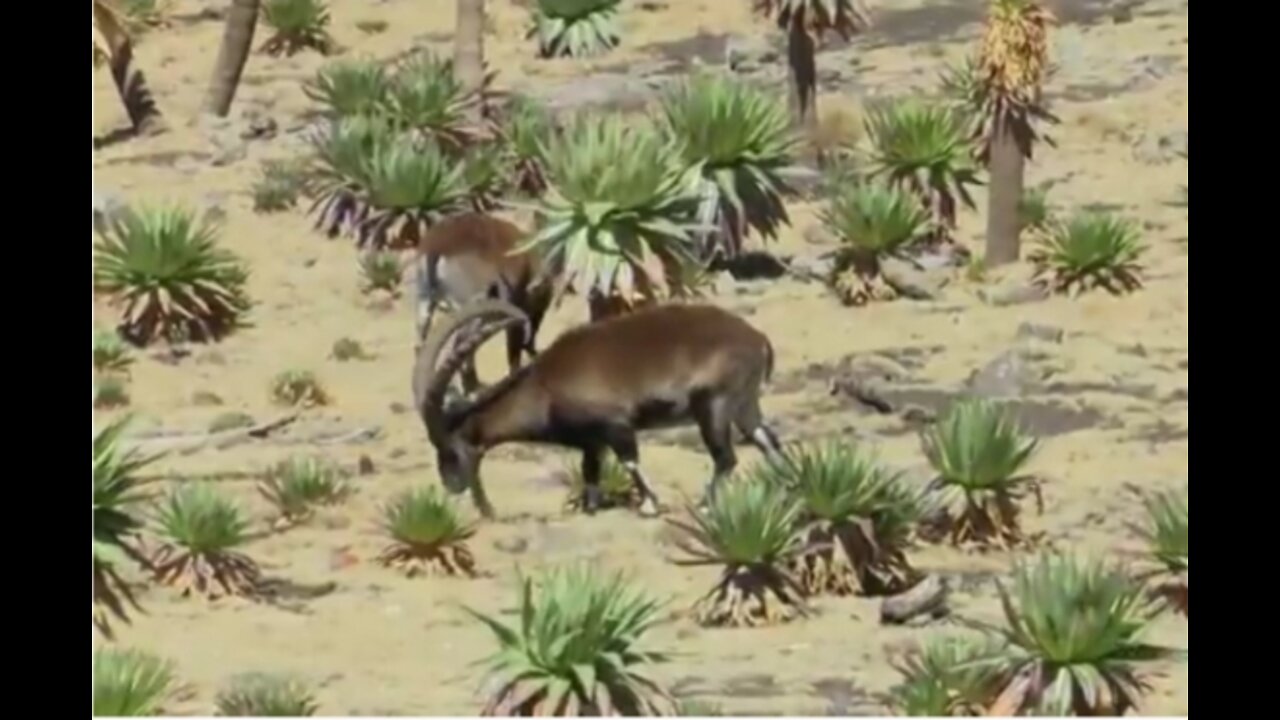Simen Mountain National Park/ የሰሜን ተራሮች ብሔራዊ ፓርክ