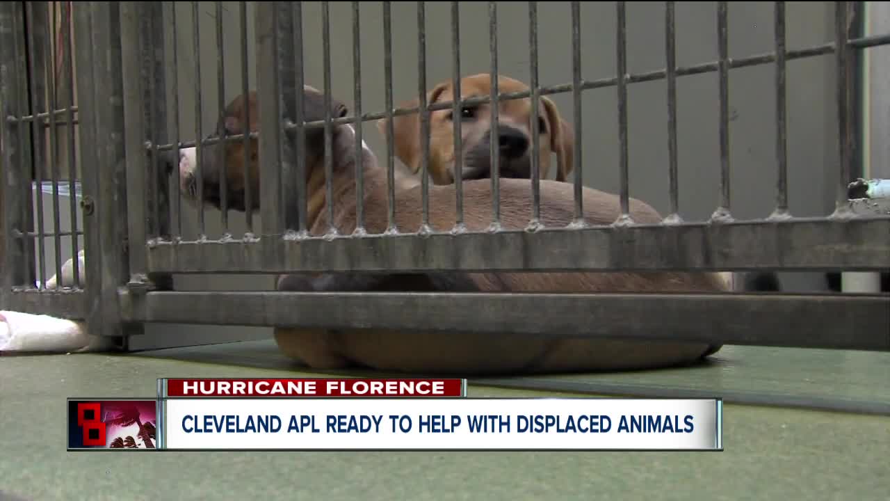 Cleveland APL on standby to take in animals from hurricane-stricken areas