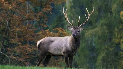 "Graceful Wanderers: The Life and Ecology of Deer"