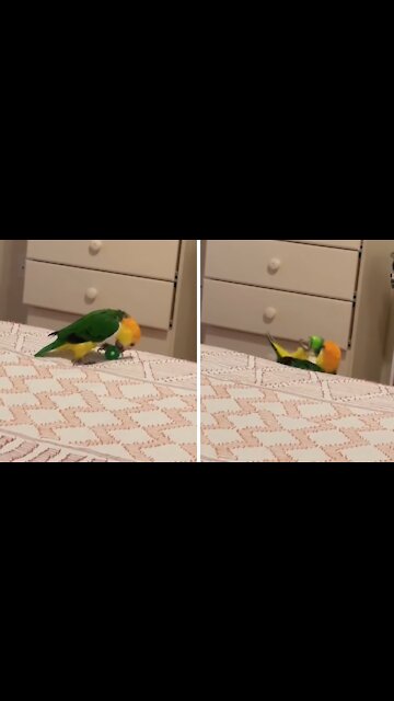 Playful parrot accidentally falls off the bed