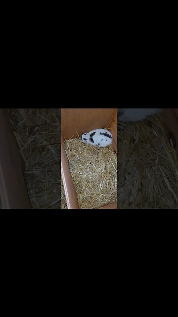 new bunnies 🐰!!!!