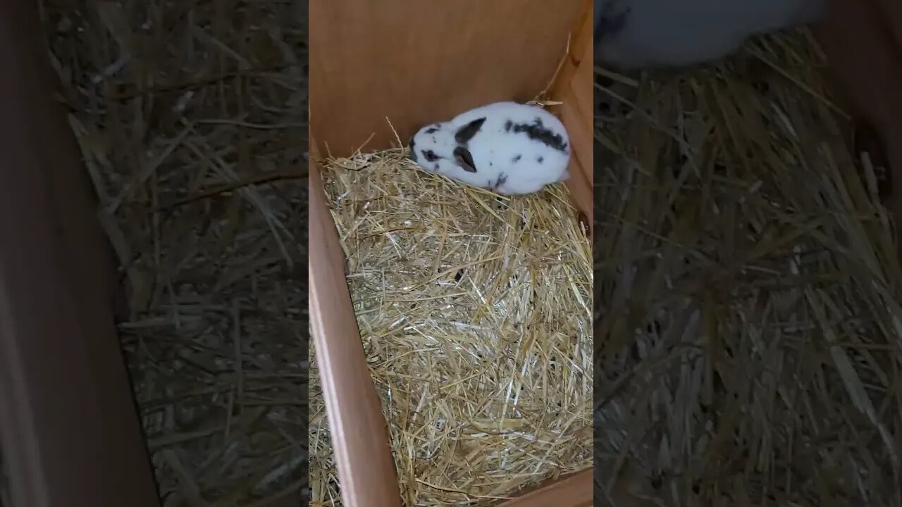 new bunnies 🐰!!!!