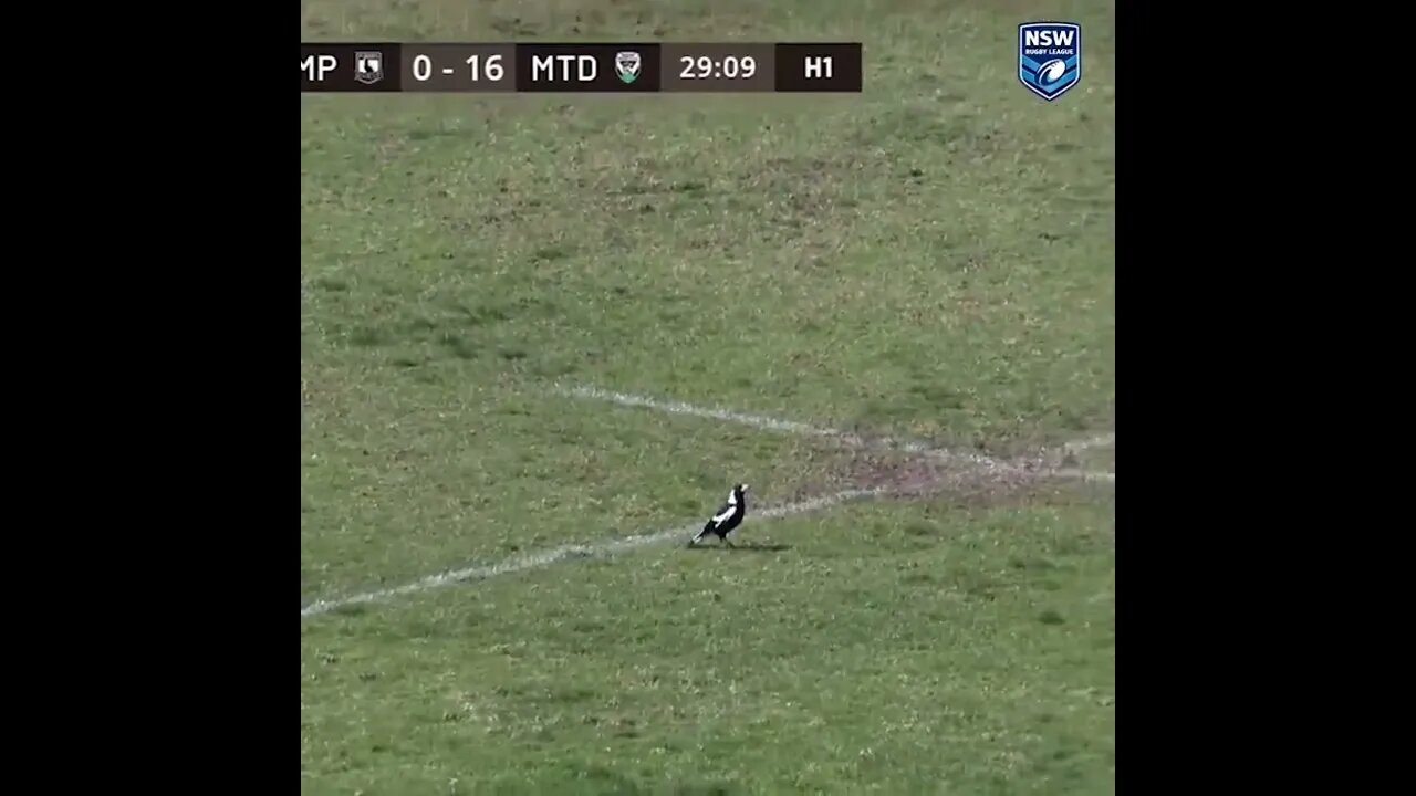 Magpie swoops on player