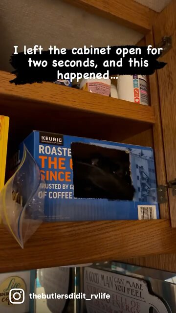 Curious kitty gets stuck in cardboard box