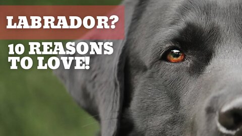 2023 Top 10 Reasons to LOVE Labrador. Best Dog Ever