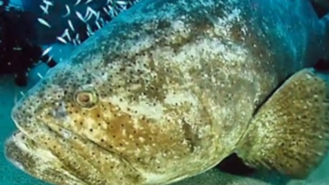 FWC to discuss possible Goliath grouper harvest