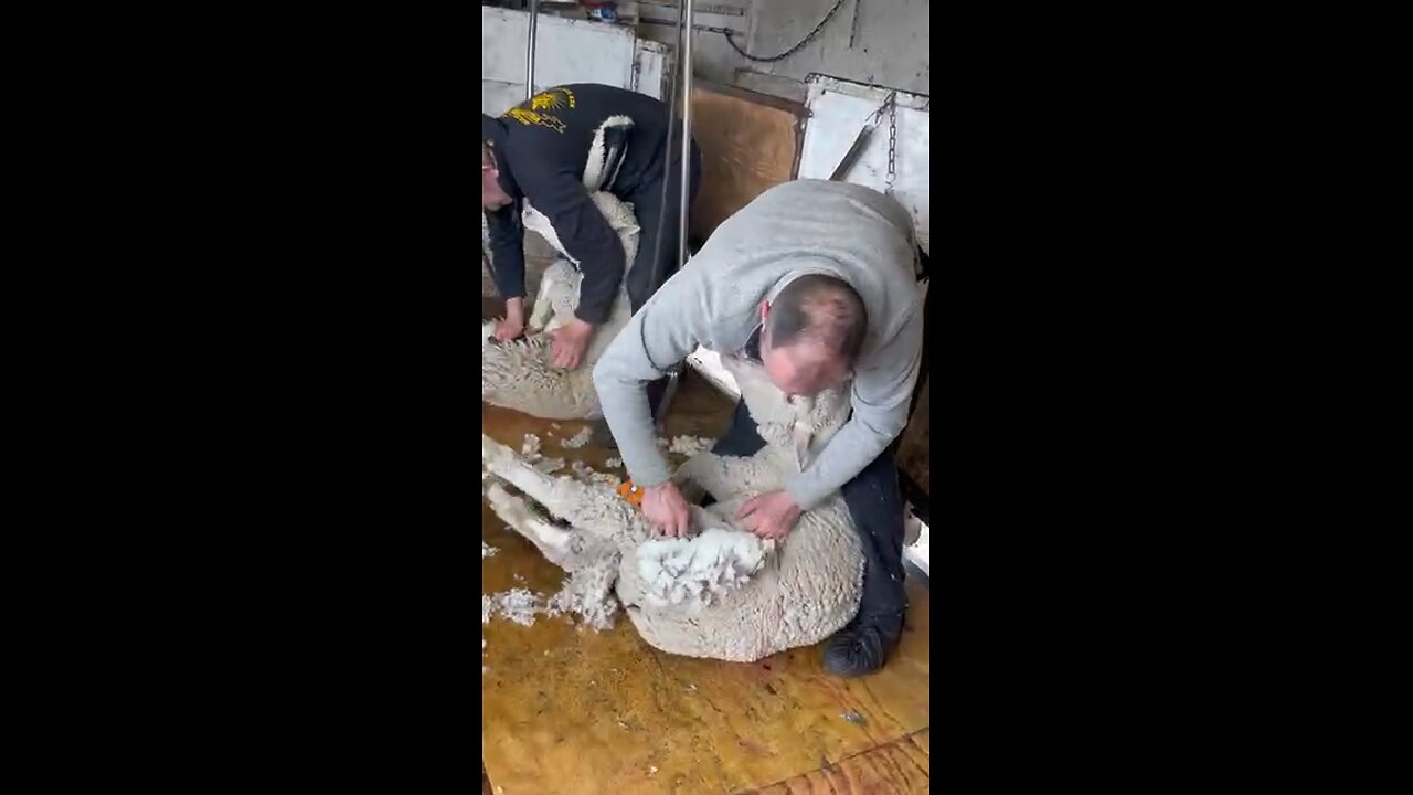 Shearing some nice ewe lambs 🐑