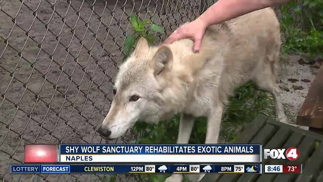 Shy Wolf Sanctuary rescues wild, exotic animals - 8:30am live report