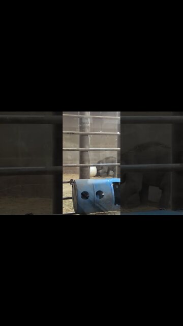 SO CUTE!! Baby Elephant Plays With Ball - Columbus Zoo