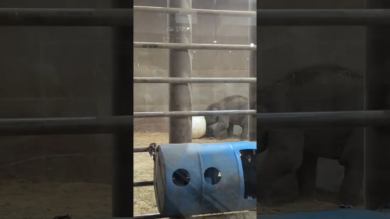 SO CUTE!! Baby Elephant Plays With Ball - Columbus Zoo