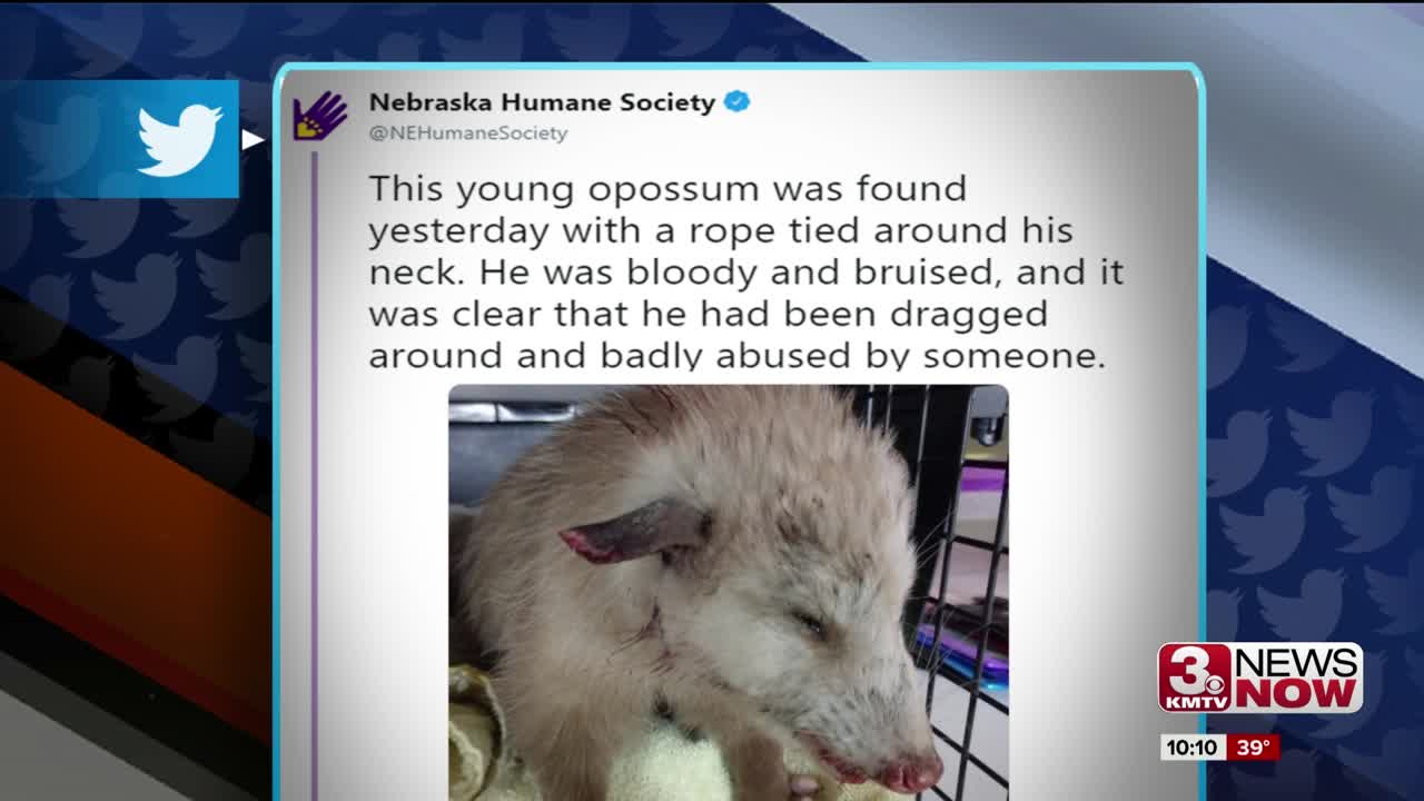 Opossum Injuries