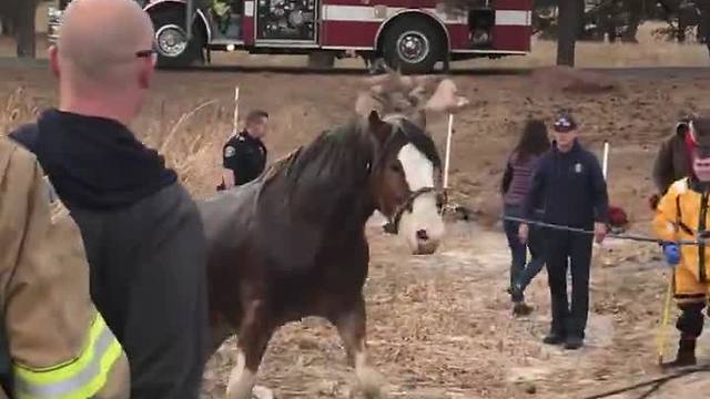 Deputies Save Horse Stuck In Pond After Falling Through The Ice