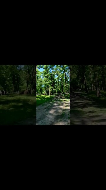 Calugareni Forest | Calugareni, Giurgiu | Ambiental music | 4k Virtual Tour | 🇷🇴