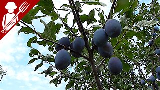 Picking Backyard Plums