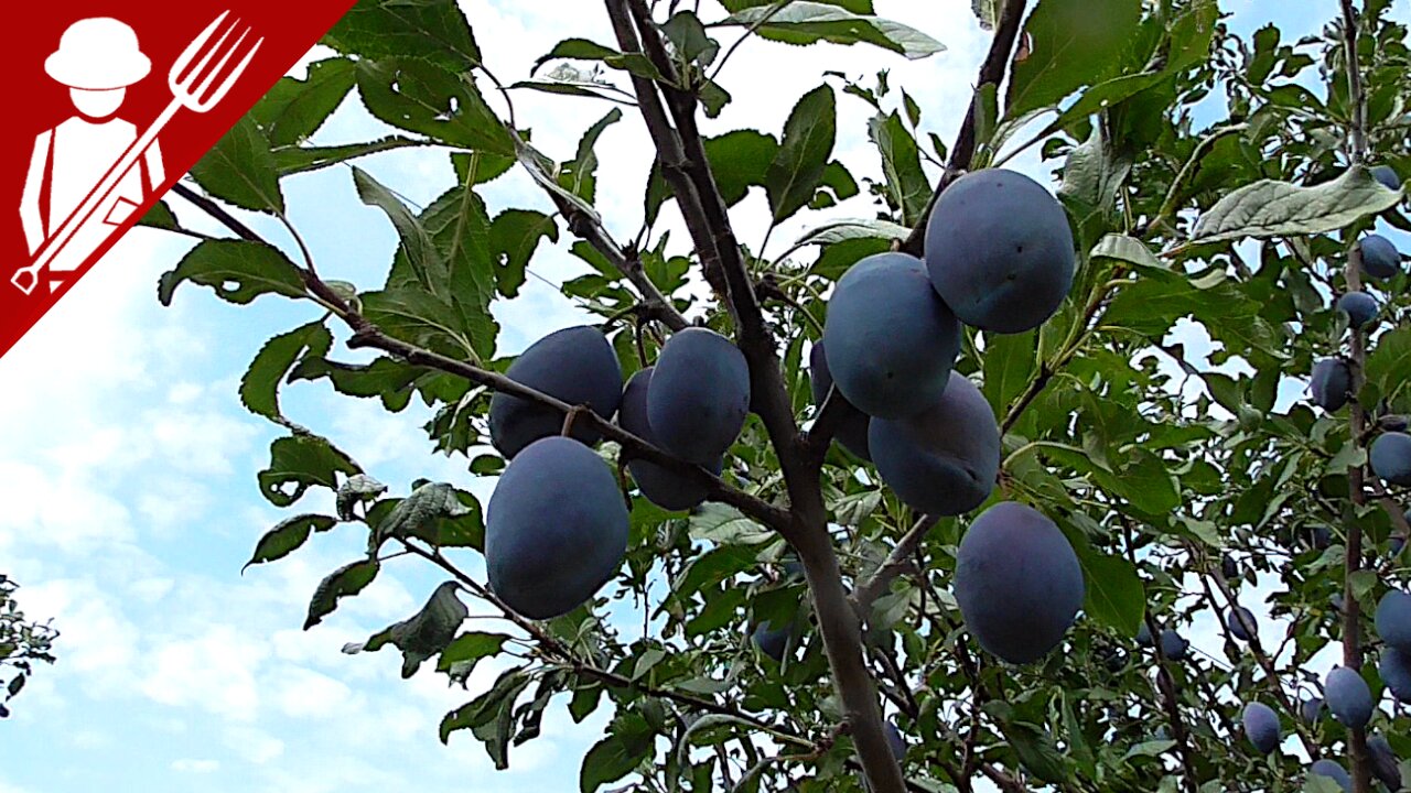 Picking Backyard Plums