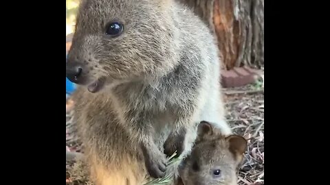 cute funny quokka- 61