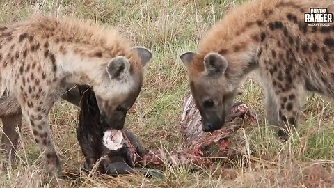 Hyenas Clean Up A Skeleton | Maasai Mara Safari | Zebra Plains