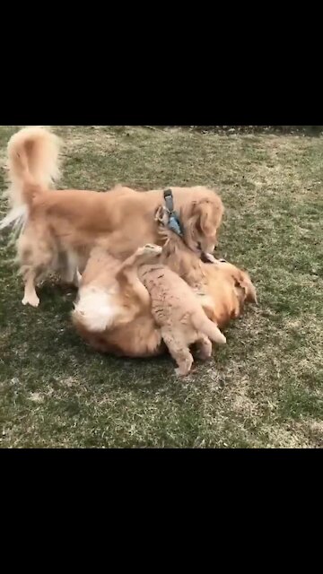 Overly excited Golden Retriever nearly rolls over one of her pups
