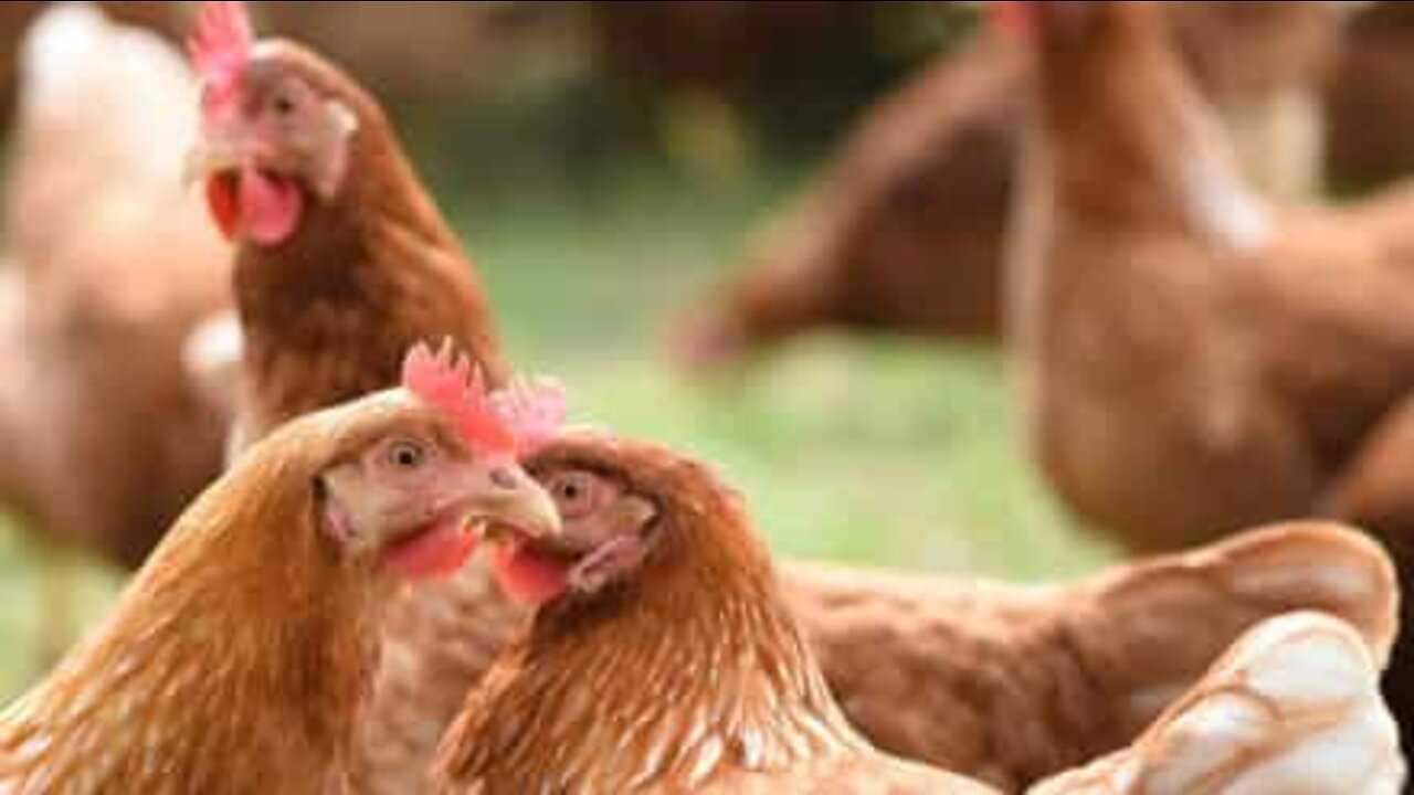 Chickens warmly greet owner when he gets home