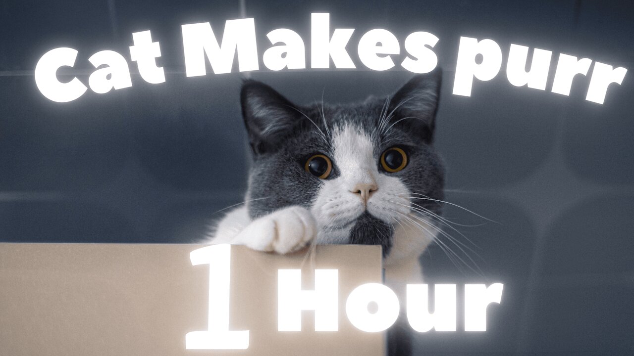 Cute Cat Makes Purr 1 Hour