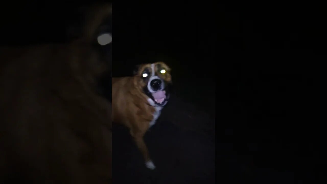 rare early morning Brownie!!🐕❤🐶❤🐕😄🤣excited puppy!!