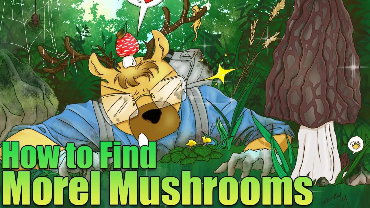 Tips for Finding Morel Mushrooms