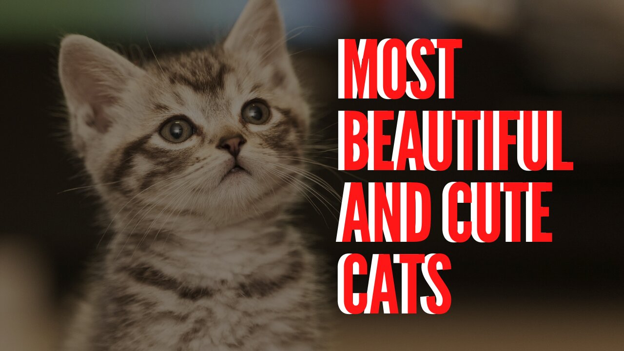 Most beautiful and cute cats