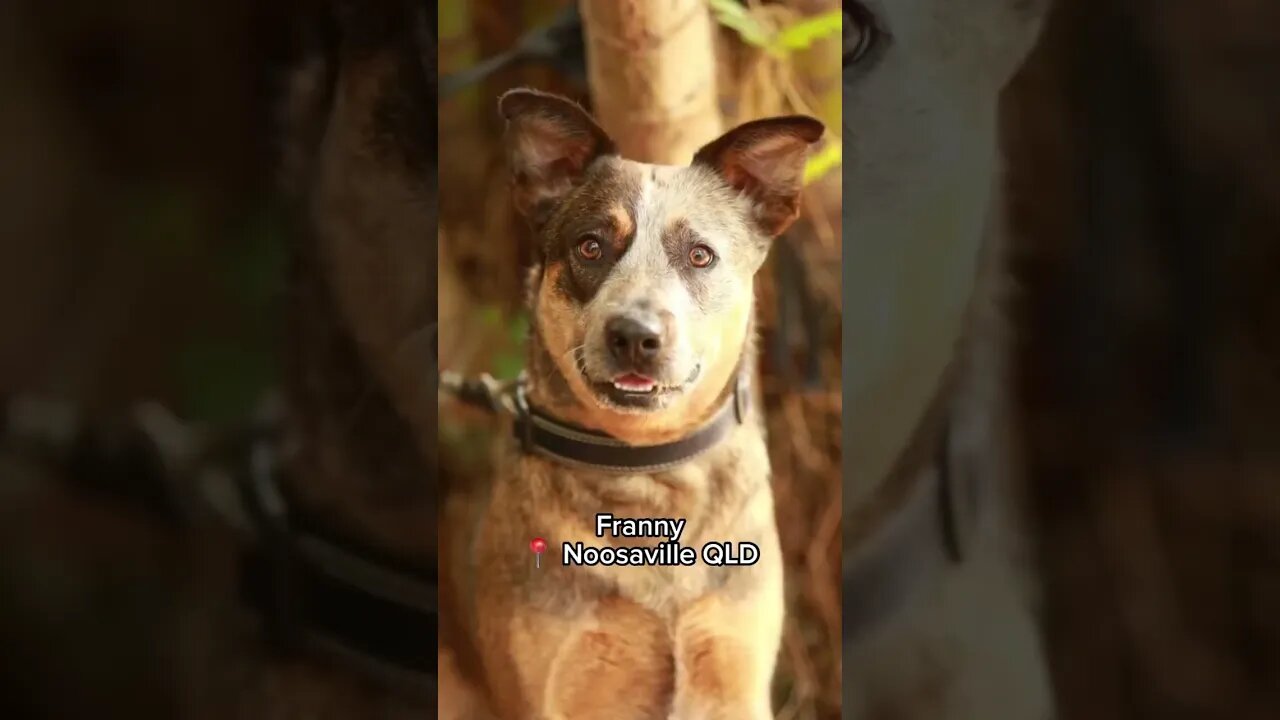 Don’t get a dog just because they “look cool” DO YOUR RESEARCH #australiancattledog #rescuedog