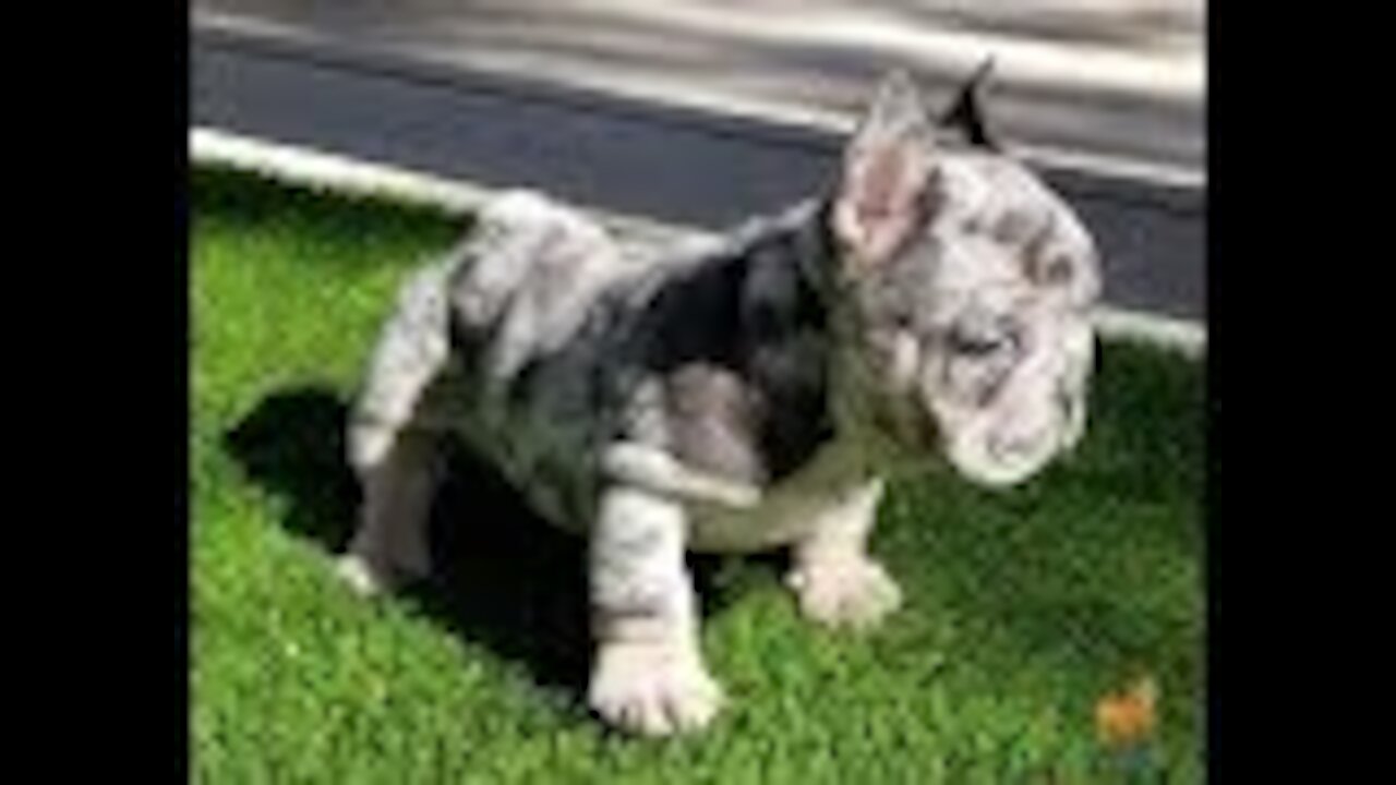 Rare Merle French Bulldog