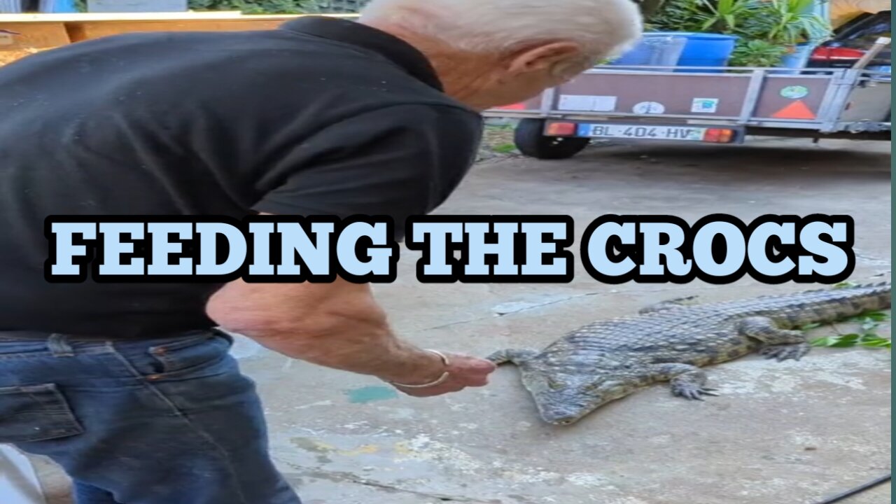 Easiest way to feed the CROCS