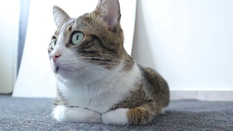 Curious Cat Is Puzzled by the Mysterious Washing Machine